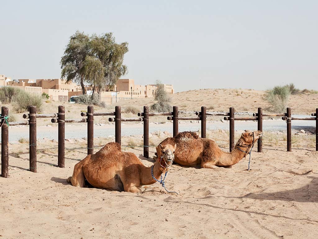 Horse and Camel riding           