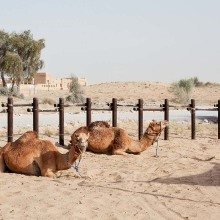 Horse and Camel riding           