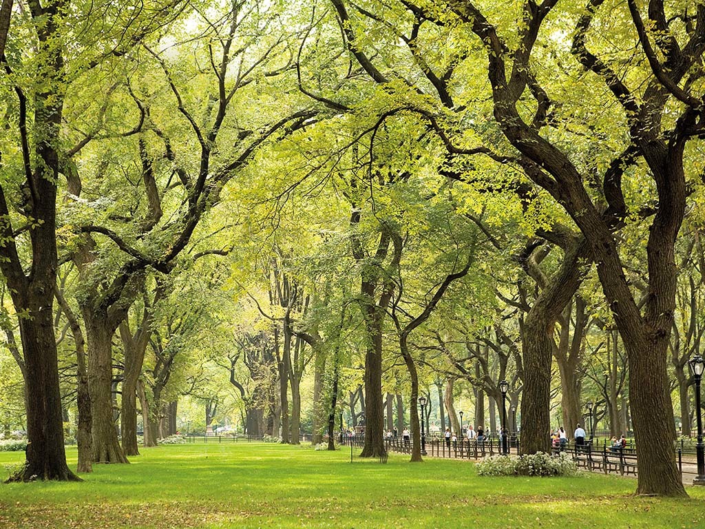 Central Park (NYC)