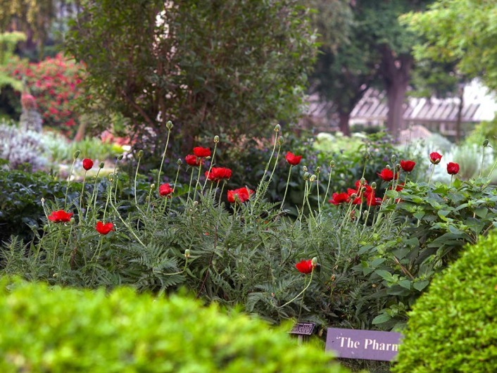 Chelsea Physic Garden