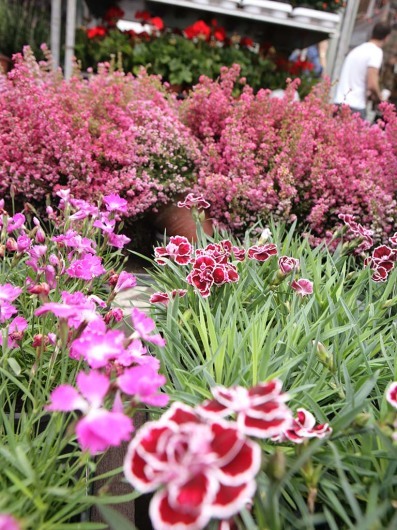 Columbia Road Flower Market & Shops