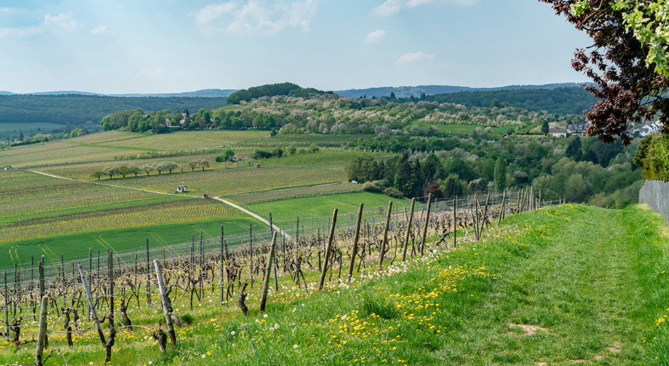 Kirschblütenstraße Wiesbaden-Frauenstein