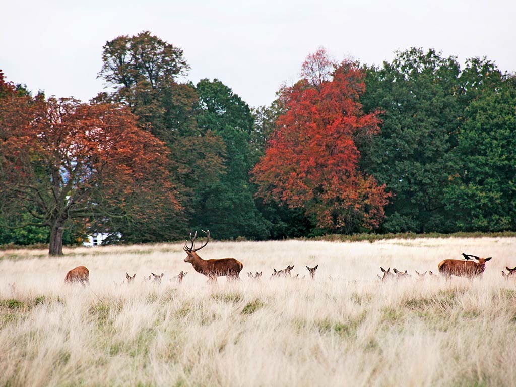 Richmond Park