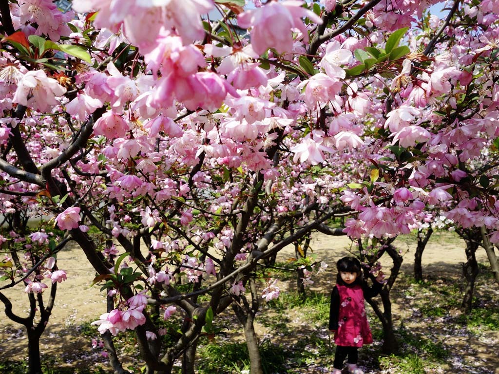 Shanghai Botanical Garden 上海植物园