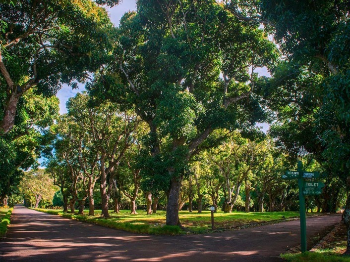 Sir Seewoosagur Ramgoolam Botanic Garden 