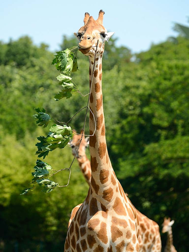 Tierpark Berlin