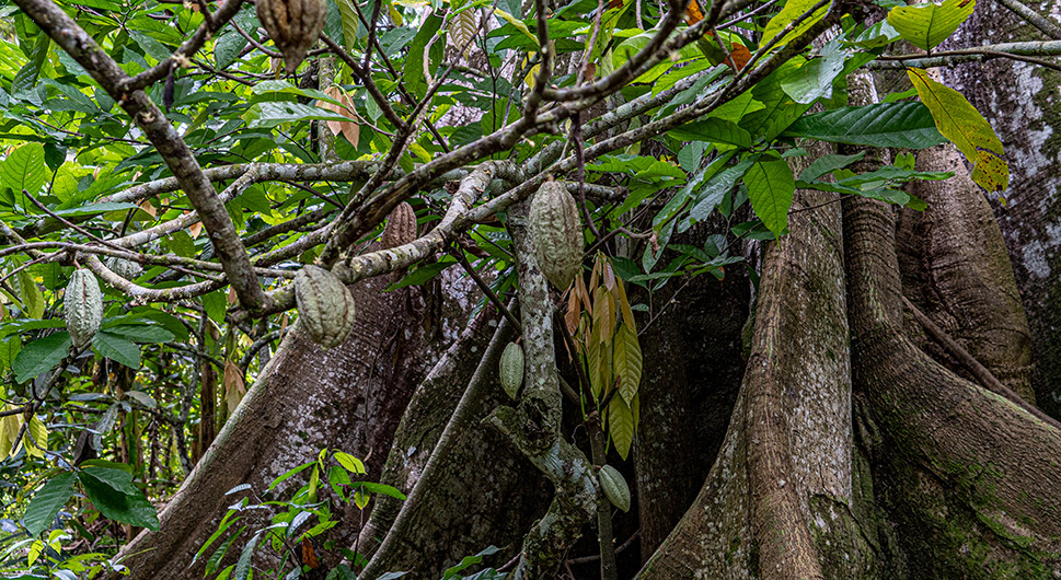 Botanical hiking path in jungle cacao plantation