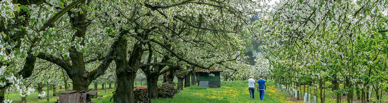 Fruit tree blossoms at Frauenstein