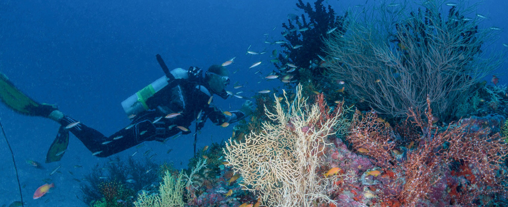 Milaidhoo Diving Experience
